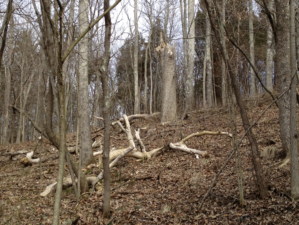 Full Size Image = 6074 K