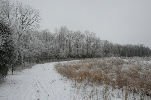 Full Size Image = 2107 K