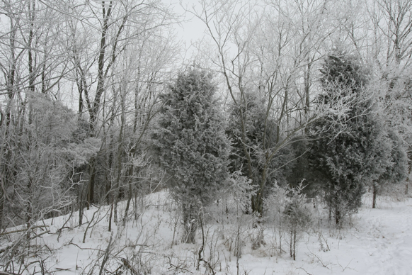 Full Size Image = 2965 K