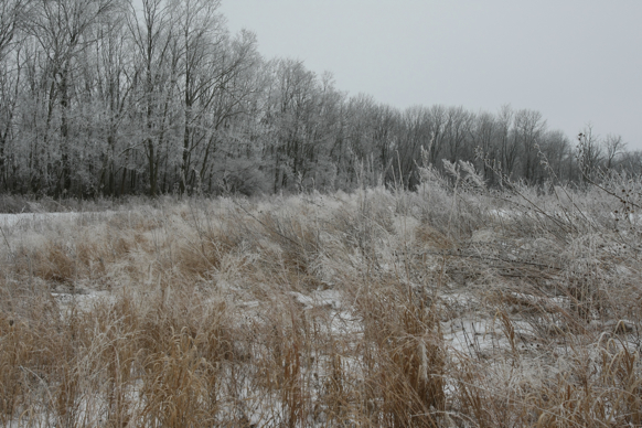 Full Size Image = 2776 K