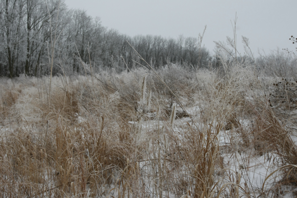 Full Size Image = 2214 K