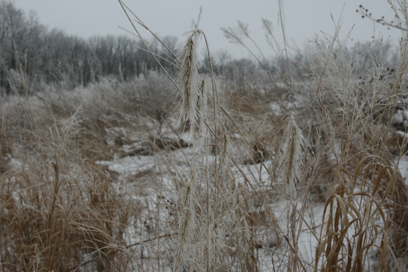 Full Size Image = 1823 K