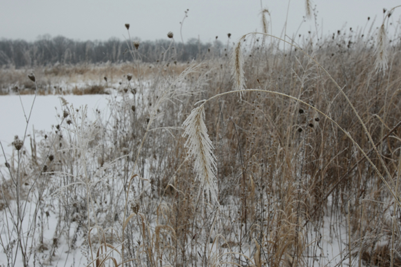 Full Size Image = 1816 K