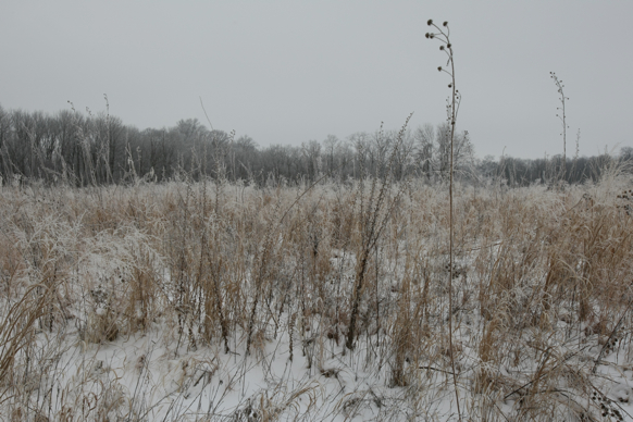 Full Size Image = 2338 K