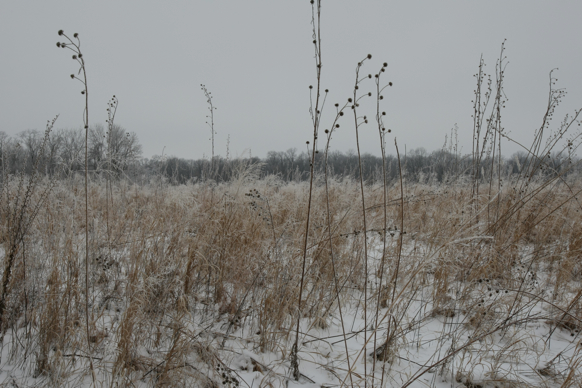 Full Size Image = 2274 K