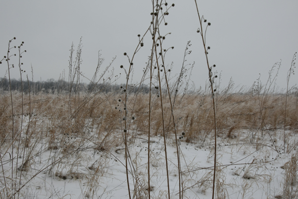 Full Size Image = 2091 K