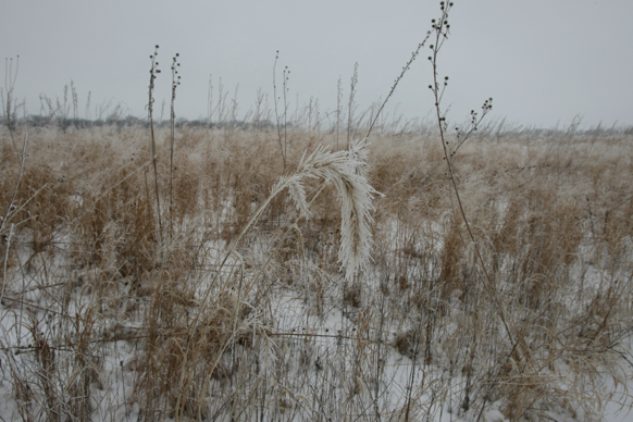 Full Size Image = 1955 K