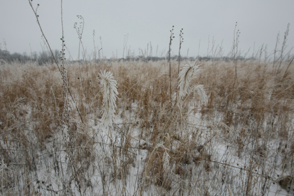 Full Size Image = 1760 K