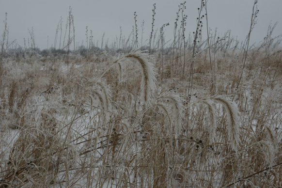 Full Size Image = 2150 K