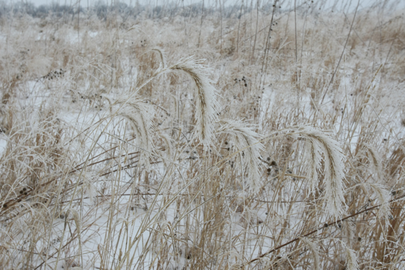 Full Size Image = 2224 K