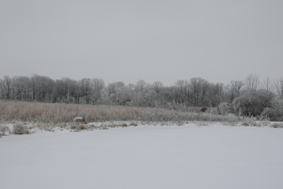 Full Size Image = 1115 K