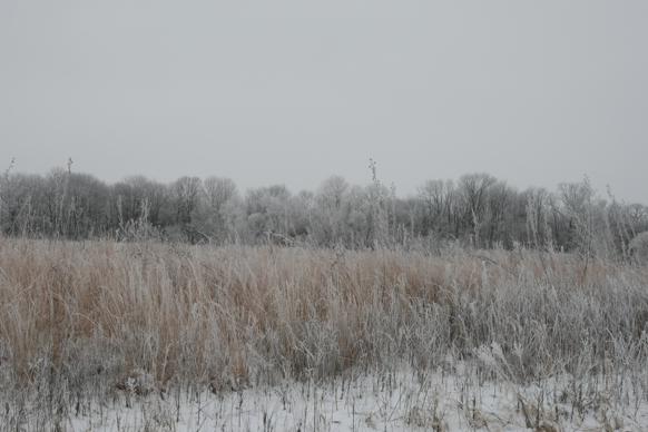 Full Size Image = 1868 K