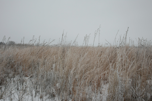 Full Size Image = 2144 K