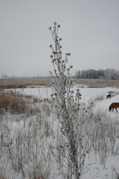 Full Size Image = 1773 K