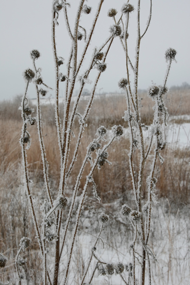 Full Size Image = 1669 K