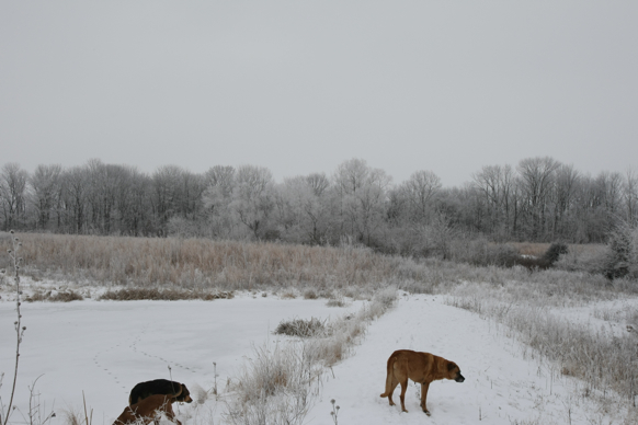 Full Size Image = 1462 K