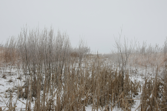 Full Size Image = 2253 K