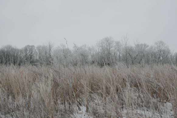 Full Size Image = 2098 K