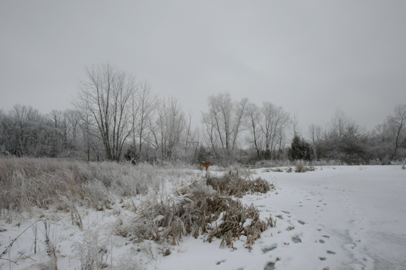 Full Size Image = 1697 K