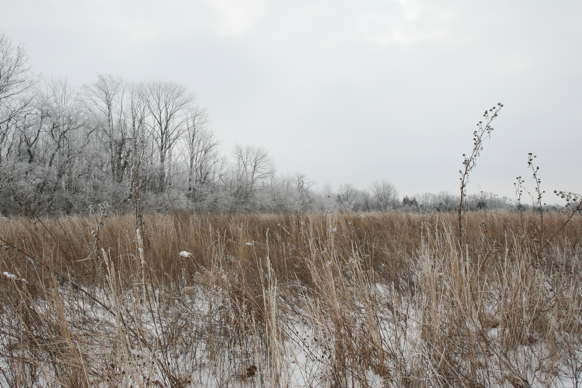 Full Size Image = 2459 K