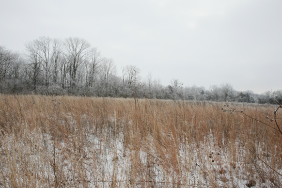 Full Size Image = 2417 K