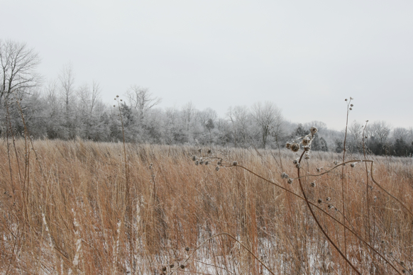 Full Size Image = 2288 K