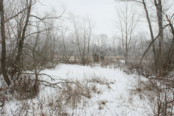 Full Size Image = 3359 K