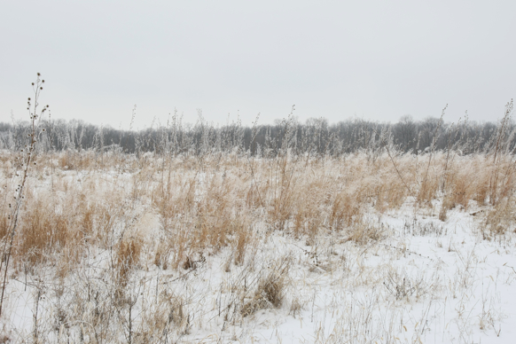 Full Size Image = 2304 K