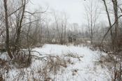 Icy Wetland 4