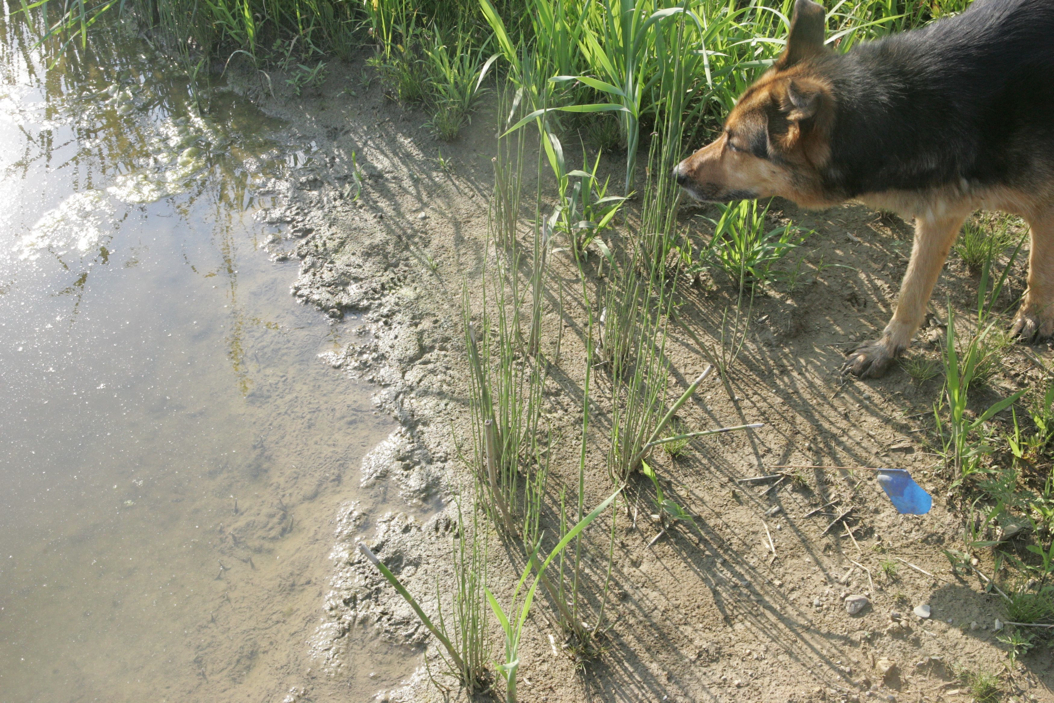 Full Size Image = 1611 K