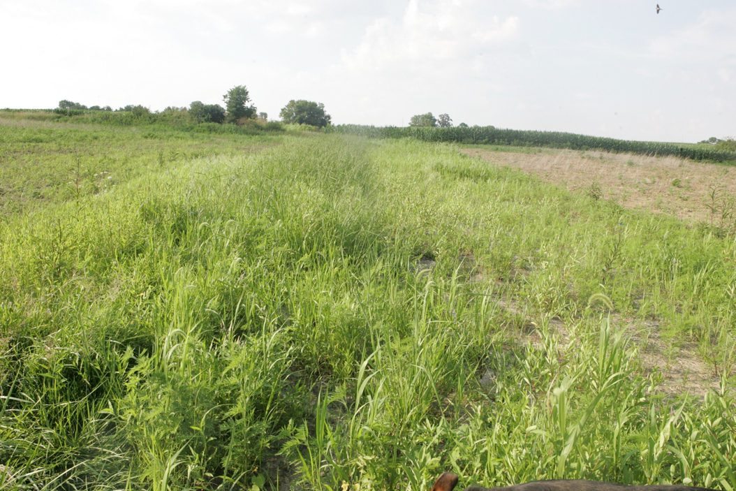 Full Size Image = 1458 K