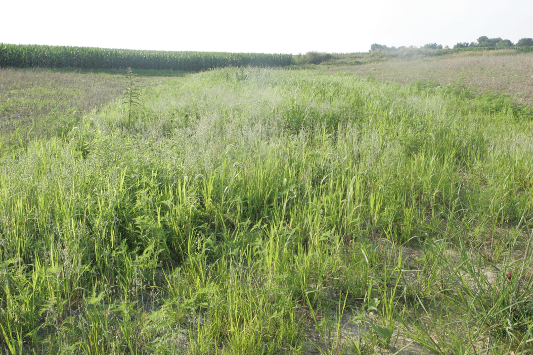 Full Size Image = 1672 K