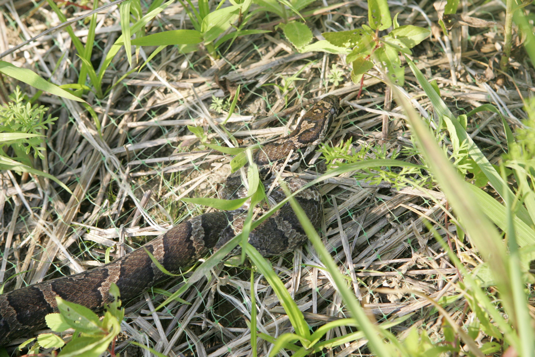 Full Size Image = 1232 K