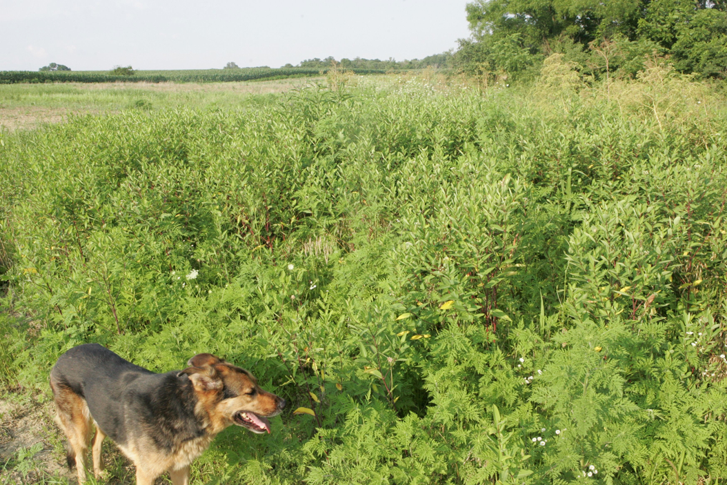 Full Size Image = 1753 K