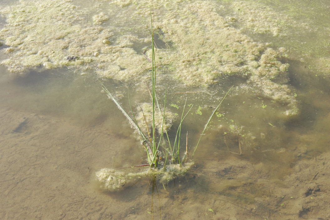 Full Size Image = 1080 K