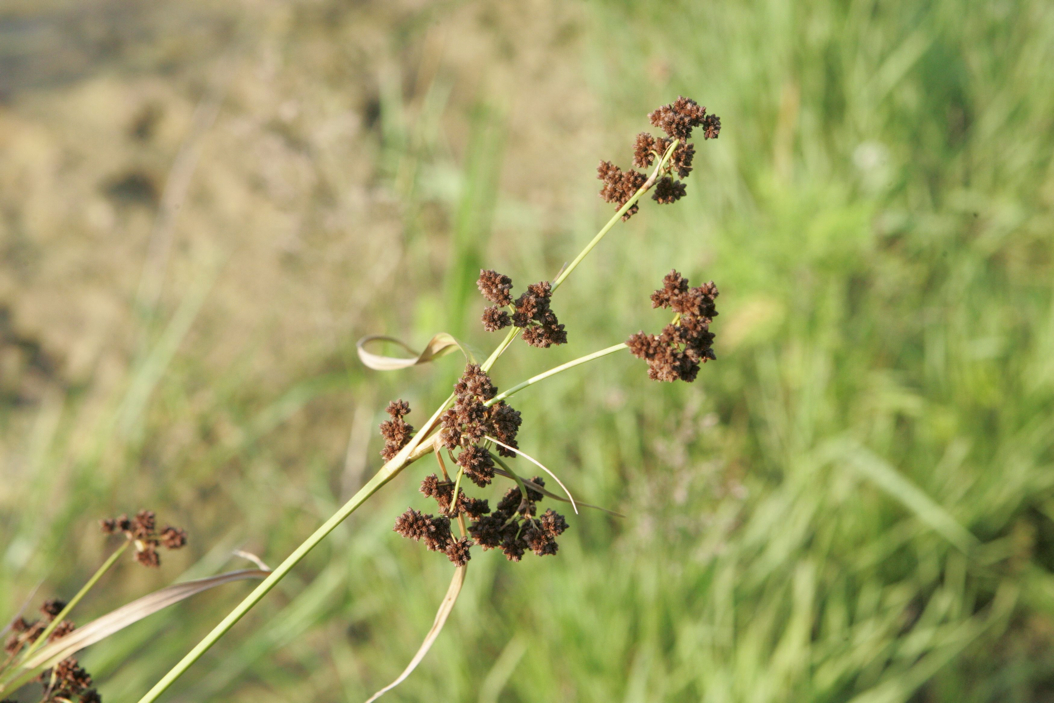 Full Size Image = 641 K