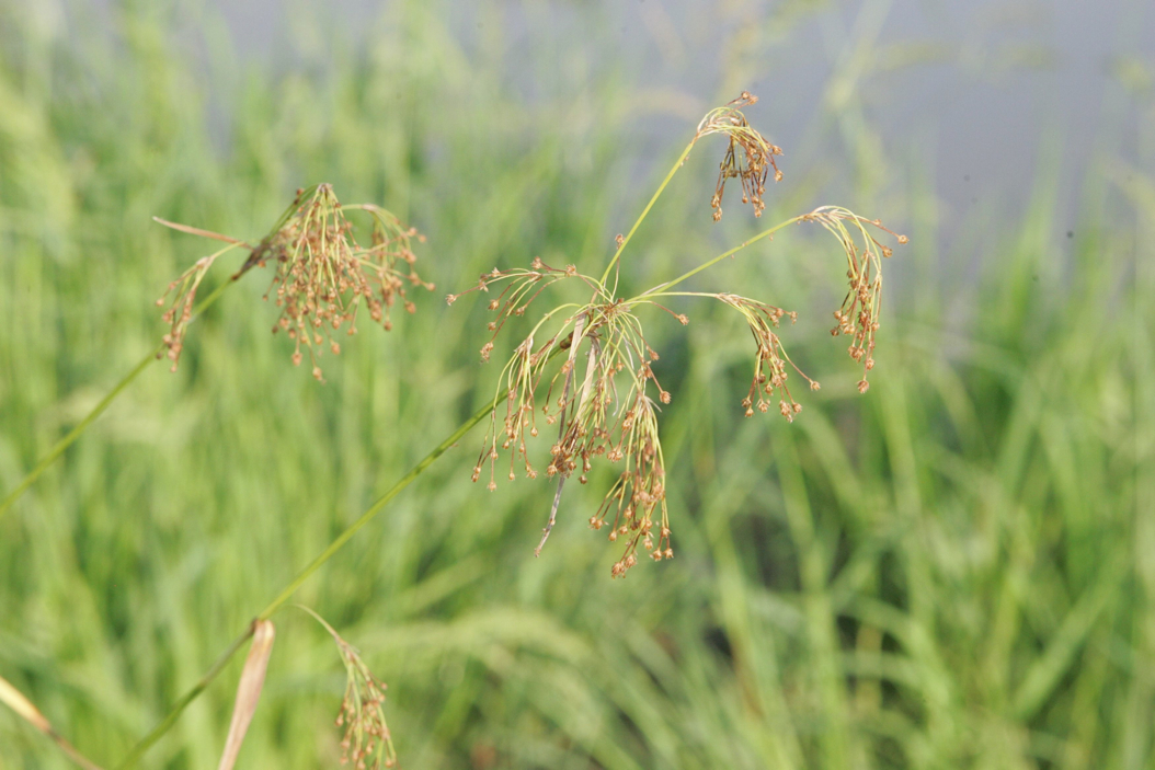 Full Size Image = 618 K