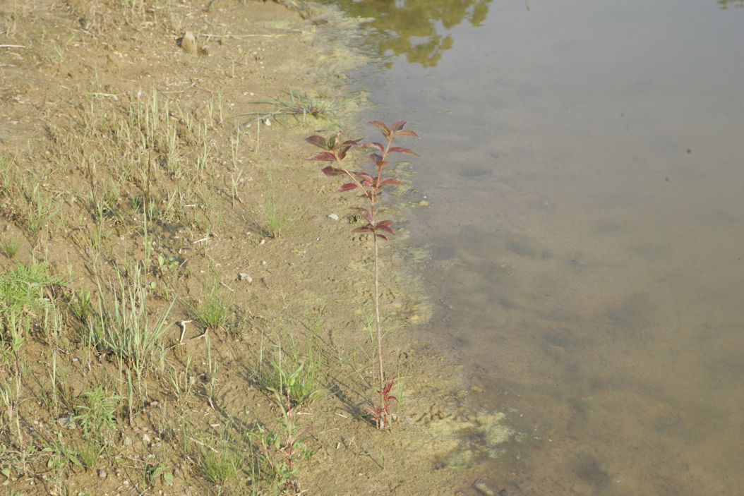 Full Size Image = 1088 K