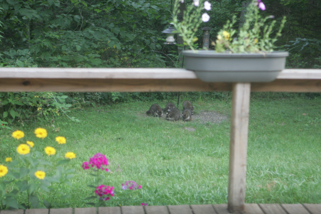 Full Size Image = 856 K