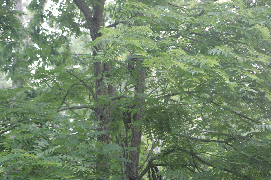 Full Size Image = 1111 K