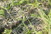Rat Snake