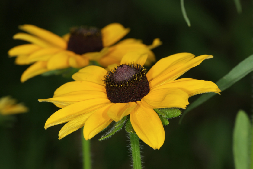 Full Size Image = 2038 K