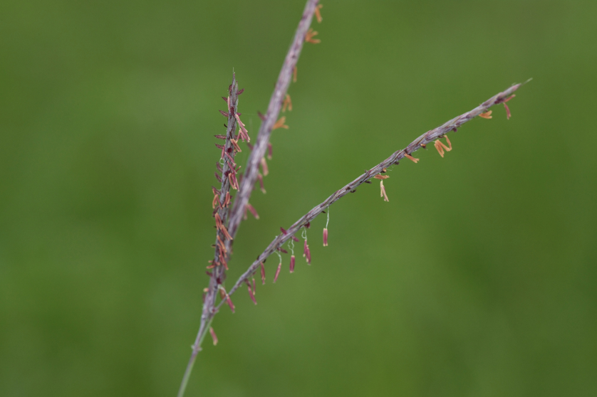 Full Size Image = 2150 K