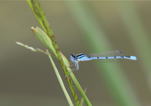 Full Size Image = 474 K