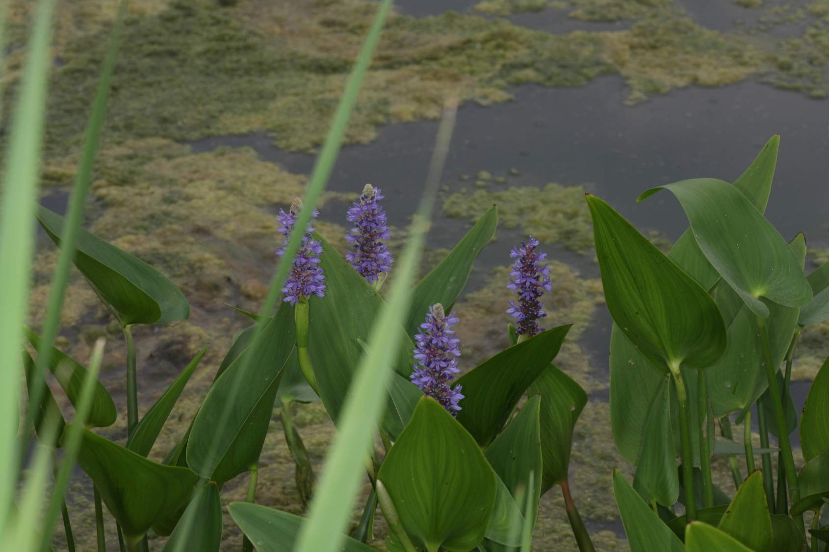 Full Size Image = 8351 K