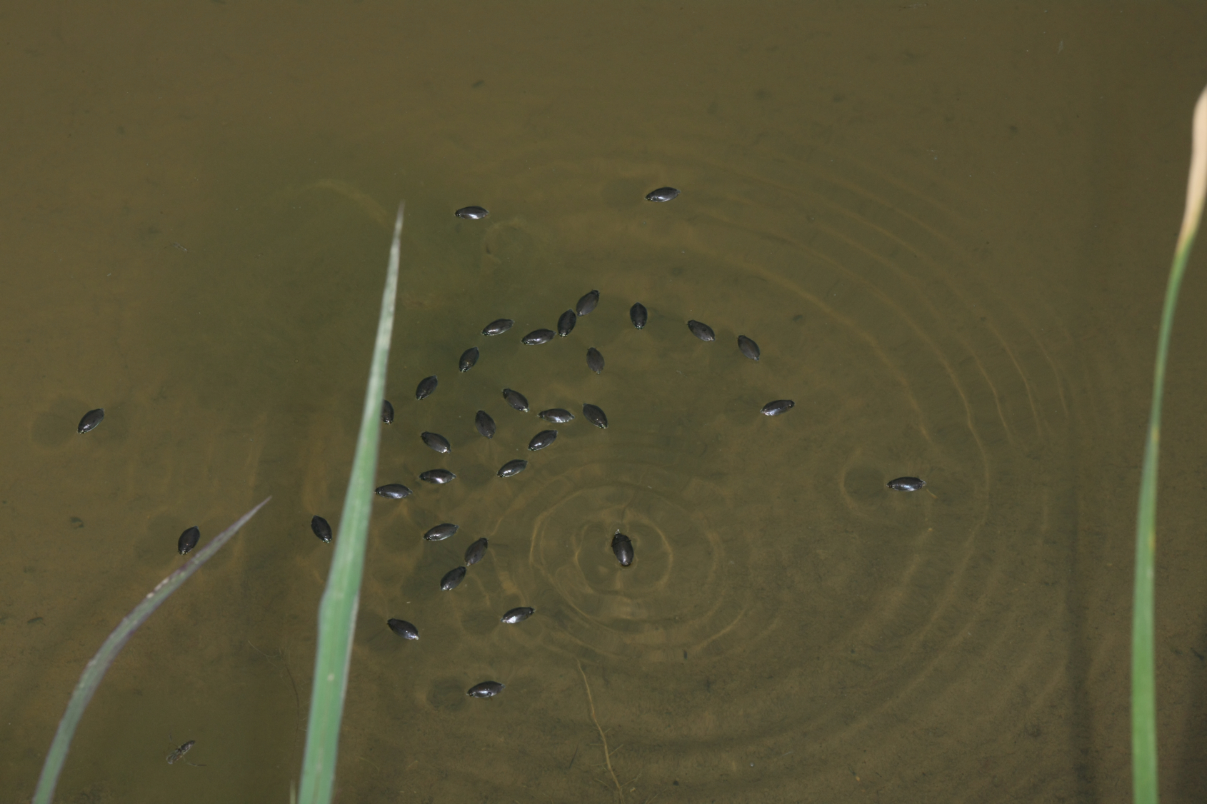 Full Size Image = 7918 K