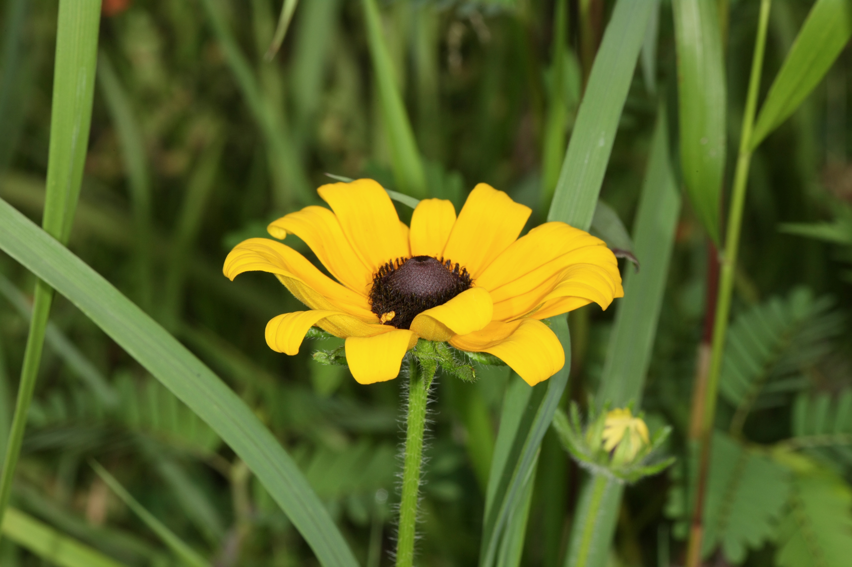 Full Size Image = 7758 K