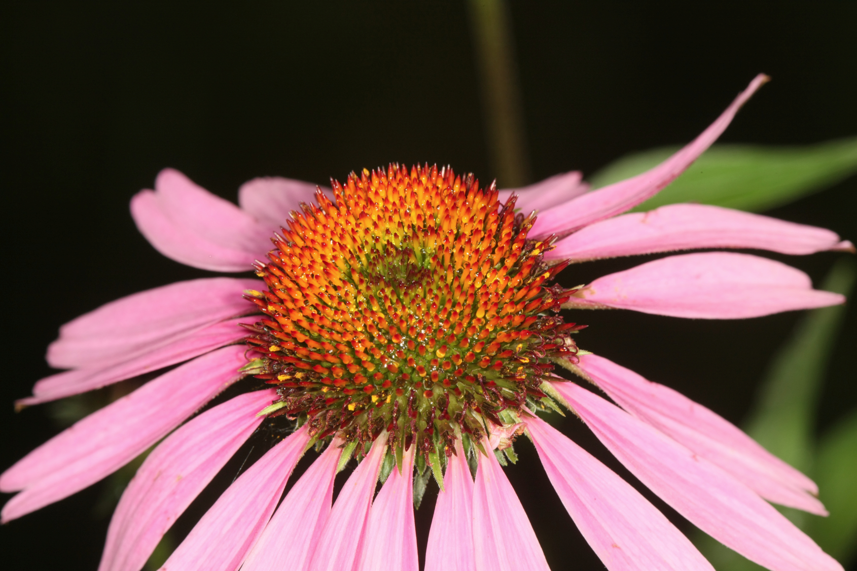 Full Size Image = 11414 K