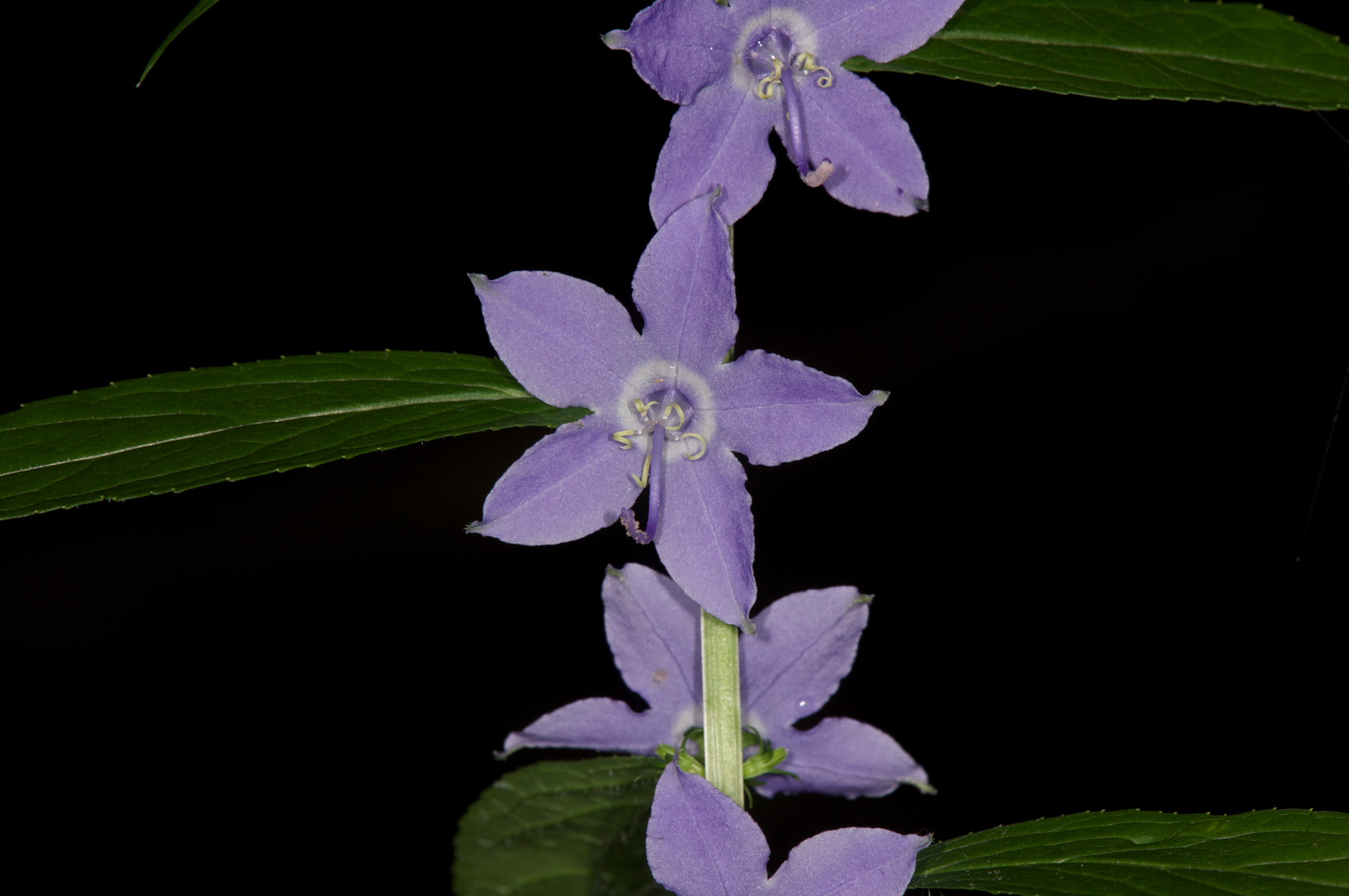 Full Size Image = 9540 K