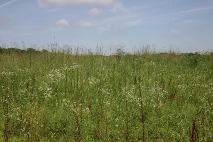 Full Size Image = 1162 K